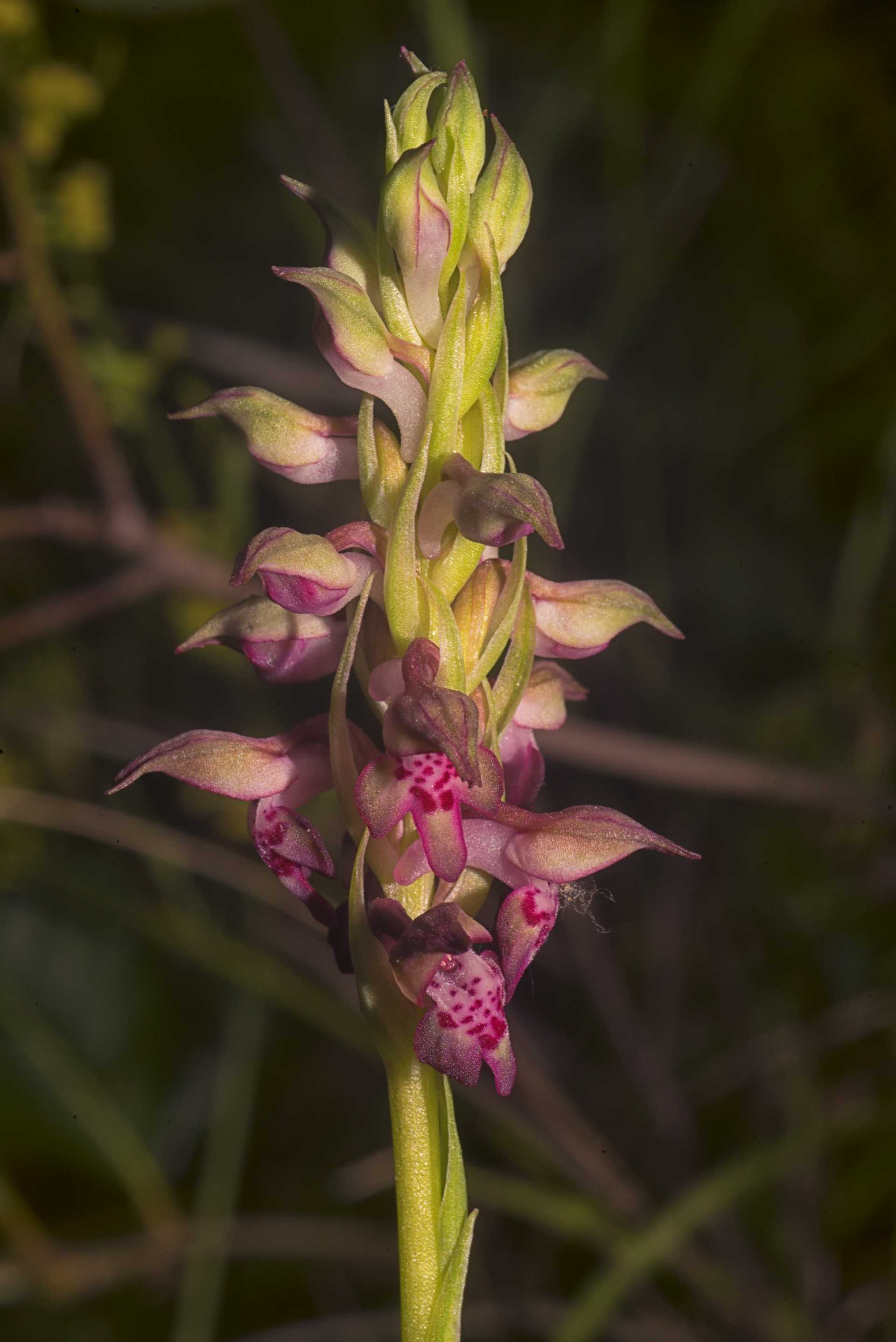 Anacamptis coriophora, l''orchidea che odora di cimice, ma non qui da noi